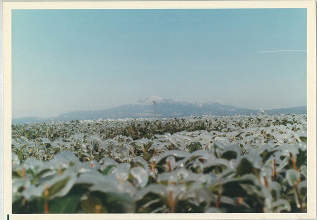 Frost Protection at tea orchard